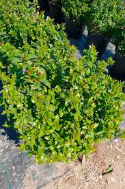 Image result for Jasminum multipartitum