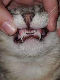 How to brush cats teeth reddit. My Kitten Has Double Double Fangs Mildlyinteresting