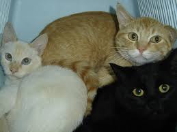 Finding a dead cat, whether in a road traffic accident or in your garden or grounds, can be a distressing experience. Dead Cats Found In Freezer At Nanaimo Home Ctv News