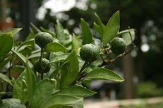 The following is a list of widely known trees and shrubs. 11 Lime Trees Ideas Lime Tree Lime Citrus Trees