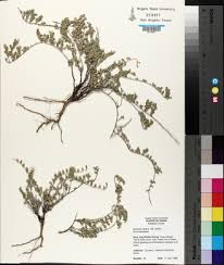 Image result for Bonamia mossambicensis