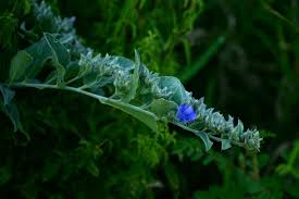 Image result for Bonamia mossambicensis