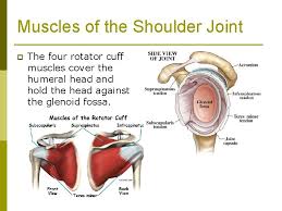 Treat supraspinatus pain at home using the newest technologies. Shoulder Anatomy Shoulder It Is A Ball And