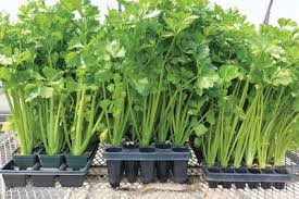 Untuk budidaya skala pekarangan seperti dalam pot atau polybag, perbanyakan secara. Cara Menanam Seledri Hidroponik Dengan Cepat Kebun Naya
