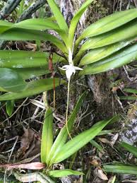 Image result for Jumellea usambarensis