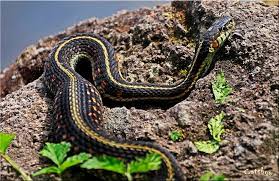 Pregnant Garter Snake Animals Snake Garter Snake