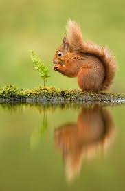 Reflection Of A Red Squirrel Sciurus Vulgaris Uk Affiliate Squirrel Red Reflection Uk Vulgaris Ad Red Squirrel Cute Squirrel Squirrel Pictures