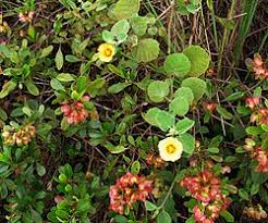 Image result for Sida hoepfneri