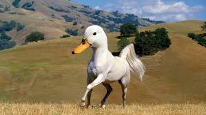 Hasil gambar untuk animal