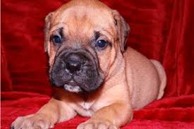 When nurtured properly can be used as guards or secu. Bullmastiff Puppies For Sale