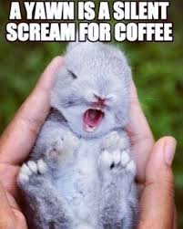 A Yawn Is A Silent Scream For Coffee Rabbit Bunny Bunnies Cuteanimals Pet Funny Animal Photos Cute Animal Photos Cute Fluffy Kittens