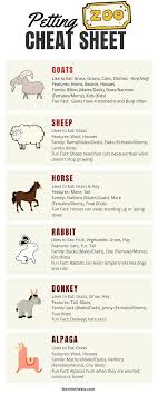 One of the amazing animal facts is that with a faster metabolism and small bodies, animals can see in slow motion. Petting Zoo Cheat Sheet Teach Your Toddler Fun Facts About The Animals They See At The Petting Zoo Zoo Animals Animal Facts For Kids Fun Facts About Animals