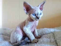 Beautiful Curly Haired Cat Breeds In The World Devon Rex Cats Rex Cat Cat Breeds