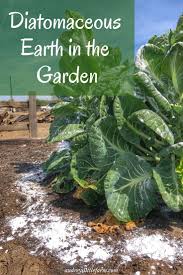 Learn How To Use Diatomaceous Earth In The Garden It Is A Great Natural Pest Control Audreyslittlefarm Diatomaceous Earth Garden Pest Control Garden Pests