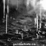 .gambar bunga animasi, gambar daun animasi hitam putih, download gambar hujan bergerak, gambar hujan deras bergerak, pohon gif gambar animasi animasi bergerak 100 gratis. Gambar Animasi Dp Bbm Hujan Bergerak Gambar Animasi Gambar Bergerak