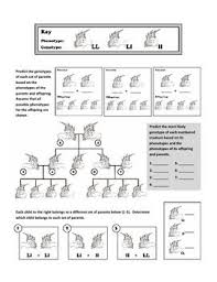 The phenotype and genotype of the parents. Genotypes And Punnett Square Worksheets Punnett Squares Middle School Science Resources Punnett Square Activity