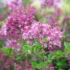 Image result for Syringa meyeri ´Palibin