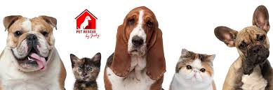 You can get full information on our pets through our website, www.petrescuebyjudy.com. Welcome To Pet Rescue By Judy