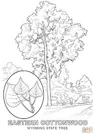 Utah countries cultures california gull and sego lily utah state. Wyoming State Flower Coloring Page Youngandtae Com Flower Coloring Pages Tree Coloring Page Flag Coloring Pages