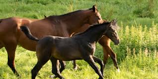 Ληνός1) was a celtic healing god worshipped mainly in eastern gaul, where he was almost always identified with the roman god mars. Lenus Baloustar Com Welcome To Top Class Show Jumping