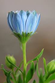 Джексон браун — младший — американский писатель. Learning Something New Day Can Open Up Possibilities For Tomorrow Amazing Flowers Blue Flowers Pretty Flowers