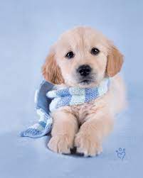 Labrador retriever cute wallpaper golden retriever adorable puppies. Hd Wallpaper Golden Retriever Puppy Dog Canine Pets One Animal Mammal Wallpaper Flare