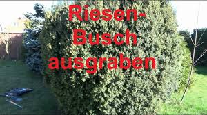 Grossen Busch Ausgraben Baumstumpfe Eibe Hecke Baum Entfernen Ausgraben B Eibe Baum Baumwurzel Eibe