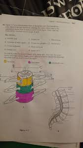 You can do the exercises online or download the worksheet as pdf. Anatomy And Physiology Chapter 7 The Nervous System Answer Key Anatomy Drawing Diagram