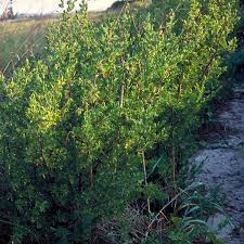 Image result for Suriana maritima