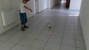Yavru Kedi Ve Lazer Kedi Terbiyecisi Onur Youtube