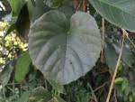 Image result for Cissus petiolata