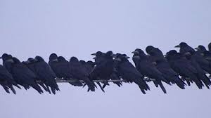 Pin On Crow Raven