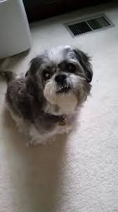 Our services and facilities are designed to assist in routine preventive care for young, healthy pets, early. Crest Hill Cat And Dog Clinic Home Facebook