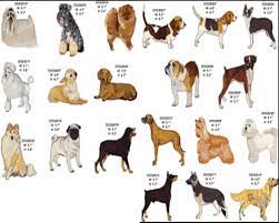 This index of links to many different dog breeds provides a useful shortcut to a unique page about that breed. Bulldogs Roselle List Of Dog Breeds Alphabetical With Pictures Training Your Chihuahua Puppy Not To Bite All Kinds Of Dogs Videos