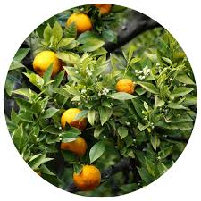 Image result for Citrus × aurantium