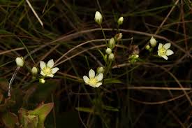 Image result for Swertia welwitschii