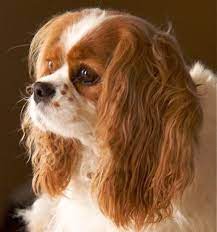 Wall art, home decor, apparel, phone cases, stationery Paperportraits Com Cavalier King Charles King Charles Dog King Charles Cavalier Spaniel Puppy