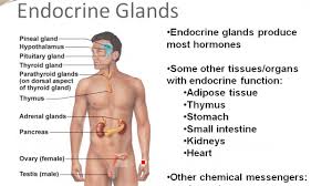 Chapter 16 Introduction To The Endocrine System Youtube