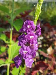 Image result for Stachytarpheta