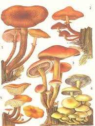 A common parasitic mushroom with cautions. Honey Fungus Or Armillaria Mellea