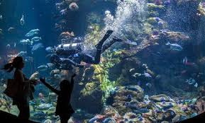 Things To Do Deals Coupons Groupon Academy Of Sciences California Science