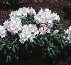 Pin On Rhododendron