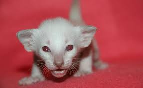 Pertemuan kali ini akan membahas tentang gambar kucing. Detail Gambar Perbezaan Antara Kucing Albino Dengan Kucing Berwarna Putih