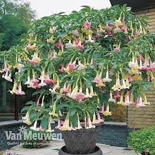 This plant is also known as brugmansia. Angels Trumpet Tricolour Van Meuwen