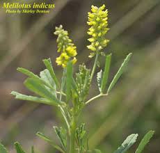 Image result for Melilotus indicus