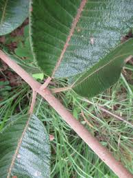 Image result for Ozoroa