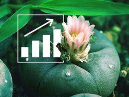 If fed this frequently, the plant food concentration should be halved. Peyote Everything You Need To Know Zamnesia