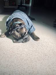 Hours may change under current circumstances Peninsula Pet Clinic San Pedro Emergency And Urgent Care Veterinarian