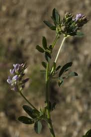Image result for Medicago laciniata