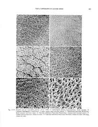 Image result for Decorsea schlechteri